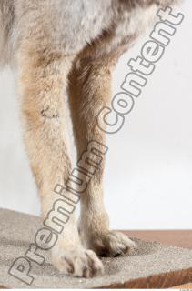 Wolf leg photo reference 0004